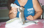 Cranky Frankie the finger biter,when I got him he was as big as my finger(yes the middle one) not long after this ohoto he started to get a case of the 