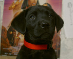 My 9 week old black lab puppy