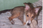 My lassy as a puppy