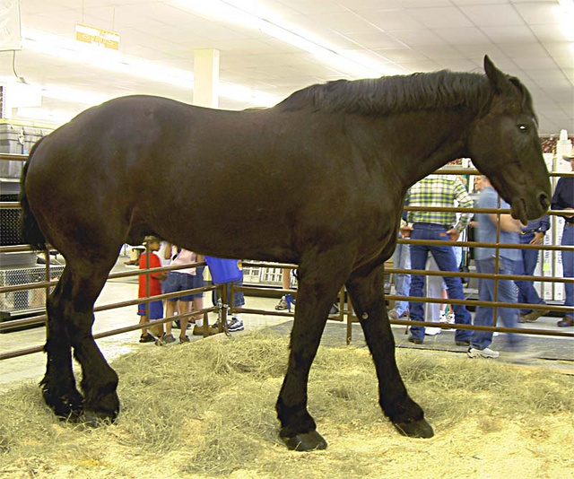 Goliath