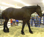 Goliath